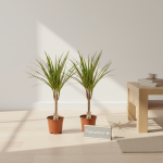 2x Dracaena Kamerplant