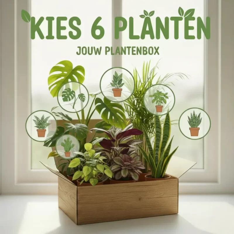 Planten Box