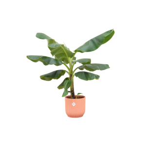 Combi Deal: Bananenplant (Musa) Kamerplant inclusief elho Vibes Fold Round roze - Hoogte 100cm - Ø22cm