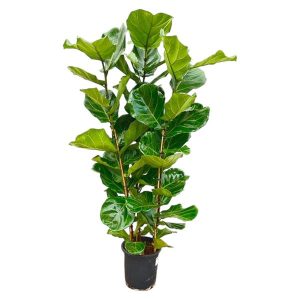 Ficus Lyrata Kamerplant struik - Hoogte 155cm - Ø27cm