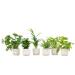 Verrassingsbox 6 Kamerplanten inclusief elho Vibes Fold Round wit - Ø14cm
