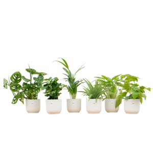 Verrassingsbox 6 Kamerplanten inclusief elho Vibes Fold Round wit - Ø14cm