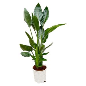 Strelitzia Reginae Kamerplant - Hoogte 100cm - Ø19cm