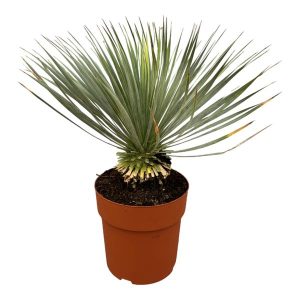 Yucca Rostrata Buitenplant op stam - Hoogte 70cm - Ø27cm