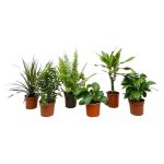 Verrassingsbox 6 Kamerplanten - Hoogte 20-40cm - Ø12cm