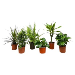 Verrassingsbox 6 Kamerplanten - Hoogte 20-40cm - Ø12cm