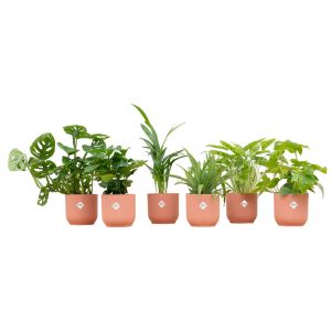 Verrassingsbox 6 Kamerplanten inclusief elho Vibes Fold Round roze - Ø14cm