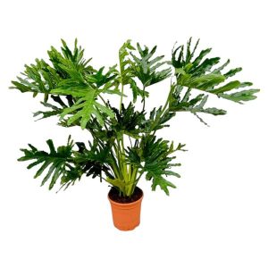 Philodendron Selloum Kamerplant - Hoogte 100cm - Ø27cm