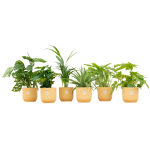 Verrassingsbox 6 Kamerplanten inclusief elho Vibes Fold Round botergeel - Ø14cm