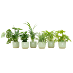 Verrassingsbox 6 Kamerplanten inclusief elho Vibes Fold Round sorbetgroen - Ø14cm