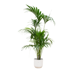 Combi Deal: Kentia Palm Kamerplant inclusief elho Vibes Fold Round wit - Hoogte 180cm - Ø30cm