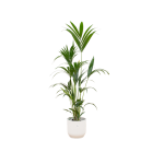 Combi Deal: Kentia Palm Kamerplant inclusief elho Vibes Fold Round wit - Hoogte 160cm - Ø30cm