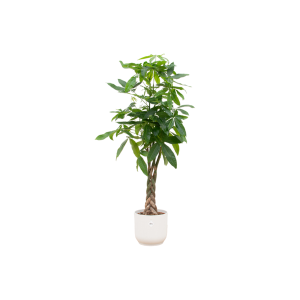 Combi Deal: Pachira Aquatica Kamerplant inclusief elho Vibes Fold Round wit - Hoogte 150cm - Ø30cm