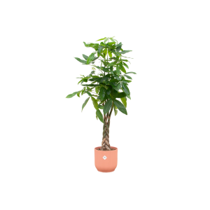 Combi Deal: Pachira Aquatica Kamerplant inclusief elho Vibes Fold Round roze - Hoogte 150cm - Ø30cm