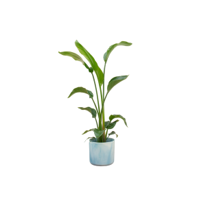 Combi Deal: Strelitzia Nicolai Kamerplant inclusief elho Ocean Round atlantisch blauw - Hoogte 100cm - Ø22cm