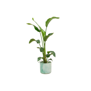 Combi Deal: Strelitzia Nicolai Kamerplant inclusief elho Ocean Round pacifisch groen - Hoogte 100cm - Ø22cm