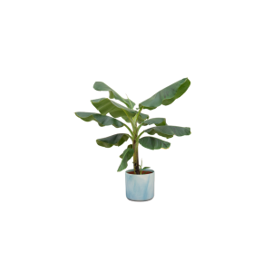 Combi Deal: Bananenplant (Musa) Kamerplant inclusief Ocean Round atlantisch blauw - Hoogte 100cm - Ø22cm