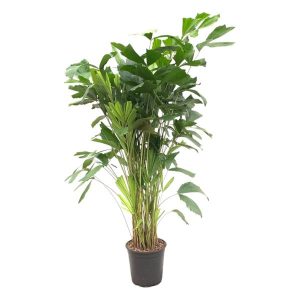 Caryota Mitis Kamerplant - Hoogte 160cm - Ø24cm