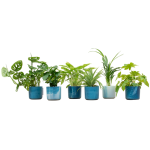 Verrassingsbox 6 Kamerplanten inclusief elho Ocean Round atlantisch blauw - Ø14cm