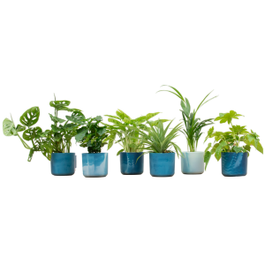 Verrassingsbox 6 Kamerplanten inclusief elho Ocean Round atlantisch blauw - Ø14cm