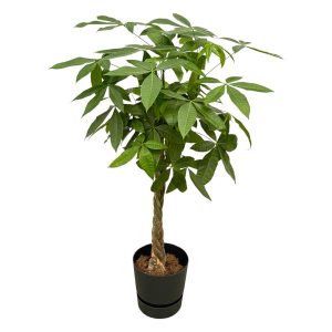 Combi Deal: Pachira Aquatica Kamerplant inclusief elho Greenville Round zwart - Hoogte 140cm - Ø30cm
