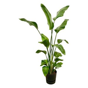 Combi Deal: Strelitzia Nicolai Kamerplant inclusief elho Greenville Round zwart - Hoogte 180cm - Ø30cm