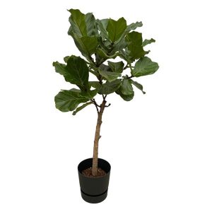 Combi Deal: Ficus Lyrata Kamerplant stam inclusief elho Greenville Round zwart - Hoogte 160cm - Ø30cm
