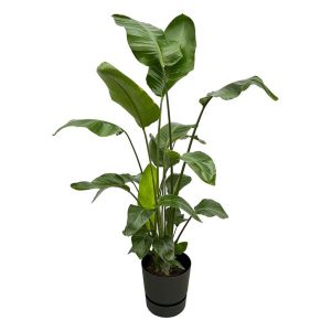 Combi Deal: Strelitzia Nicolai Kamerplant inclusief elho Greenville Round zwart - Hoogte 160cm - Ø30cm