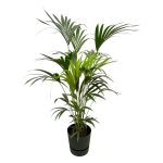 Combi Deal: Kentia Palm Kamerplant inclusief elho Greenville Round zwart - Hoogte 160cm - Ø30cm
