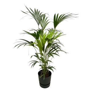 Combi Deal: Kentia Palm Kamerplant inclusief elho Greenville Round zwart - Hoogte 160cm - Ø30cm