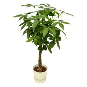 Combi Deal: Pachira Aquatica Kamerplant inclusief elho Greenville Round wit - Hoogte 160cm - Ø30cm
