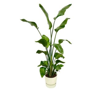 Combi Deal: Strelitzia Nicolai Kamerplant inclusief elho Greenville Round wit - Hoogte 170cm - Ø30cm