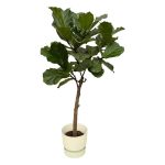 Combi Deal: Ficus Lyrata Kamerplant stam inclusief elho Greenville Round wit - Hoogte 160cm - Ø30cm