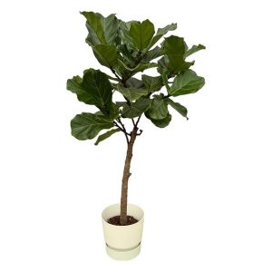 Combi Deal: Ficus Lyrata Kamerplant stam inclusief elho Greenville Round wit - Hoogte 160cm - Ø30cm