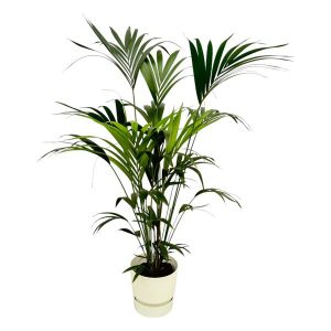 Combi Deal: Kentia Palm Kamerplant inclusief elho Greenville Round wit - Hoogte 160cm - Ø30cm