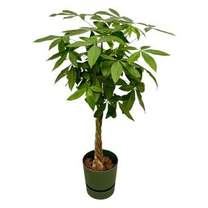 Combi Deal: Pachira Aquatica Kamerplant inclusief elho Greenville Round groen - Hoogte 160cm - Ø30cm