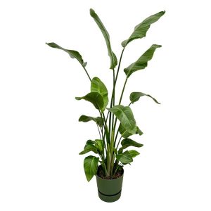 Combi Deal: Strelitzia Nicolai Kamerplant inclusief elho Greenville Round groen - Hoogte 170cm - Ø30cm