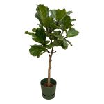 Combi Deal: Ficus Lyrata Kamerplant stam inclusief elho Greenville Round groen - Hoogte 160cm - Ø30cm