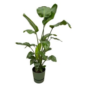 Combi Deal: Strelitzia Nicolai Kamerplant inclusief elho Greenville Round groen - Hoogte 160cm - Ø30cm