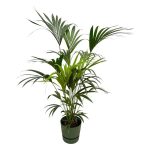 Combi Deal: Kentia Palm Kamerplant inclusief elho Greenville Round groen - Hoogte 160cm - Ø30cm