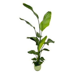 Combi Deal: Strelitzia Nicolai Kamerplant inclusief elho Vibes Fold Round groen - Hoogte 130cm - Ø18cm
