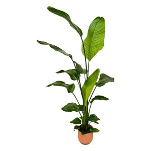 Combi Deal: Strelitzia Nicolai Kamerplant inclusief elho Vibes Fold Round roze - Hoogte 130cm - Ø18cm