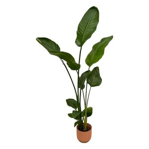 Combi Deal: Strelitzia Nicolai Kamerplant inclusief elho Vibes Fold Round roze - Hoogte 100cm - Ø18cm