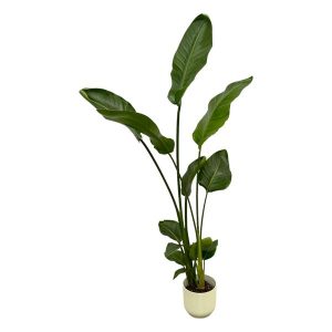 Combi Deal: Strelitzia Nicolai Kamerplant inclusief elho Vibes Fold Round wit - Hoogte 100cm - Ø18cm