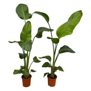 Set van 2 Strelitzia Nicolai Kamerplant - Hoogte 100cm - Ø17cm
