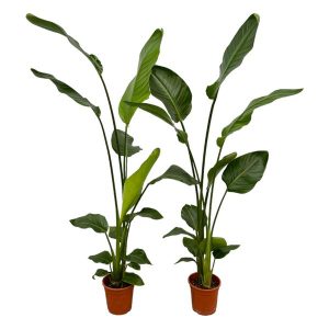 Set van 2 Strelitzia Nicolai Kamerplant - Hoogte 130cm - Ø17cm