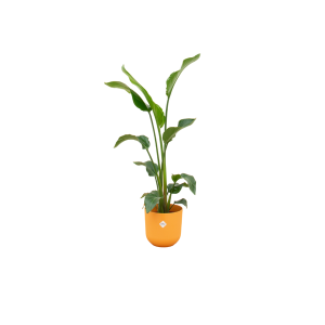 Combi Deal: Strelitzia Nicolai Kamerplant inclusief elho Jazz Round geel - Hoogte 100cm - Ø23cm