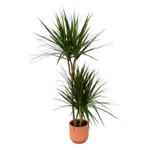 Combi Deal: Dracaena Marginata Kamerplant inclusief elho Vibes Fold Round roze - Hoogte 120cm - Ø21cm