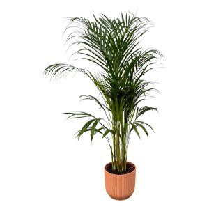 Combi Deal: Areca Palm Kamerplant inclusief elho Vibes Fold Round roze - Hoogte 110cm - Ø21cm