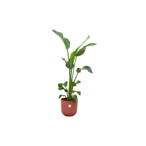 Combi Deal: Strelitzia Nicolai Kamerplant inclusief elho Jazz Round rood - Hoogte 100cm - Ø23cm